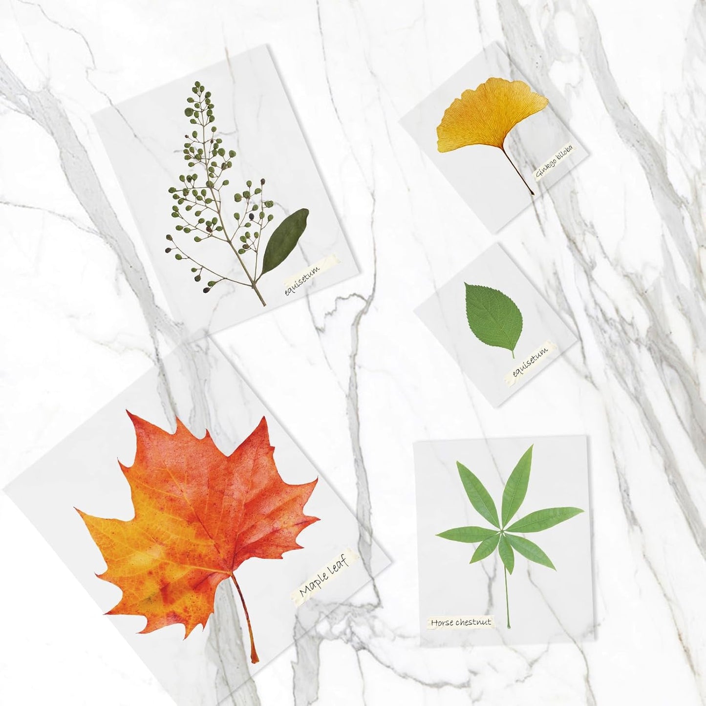 Thermal Laminating Pouches, FungLam Clear Laminating Sheets, 3 Mil Thickness Thermal Laminating Sheets, 9×11.5 Inch Laminator Sheets for Laminators, Clear Plastic Letter Size Sheets, 50 Pack.